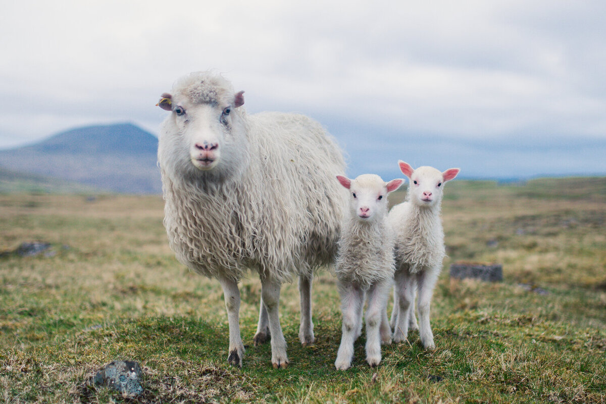 FaroeIslandsPortfolio2