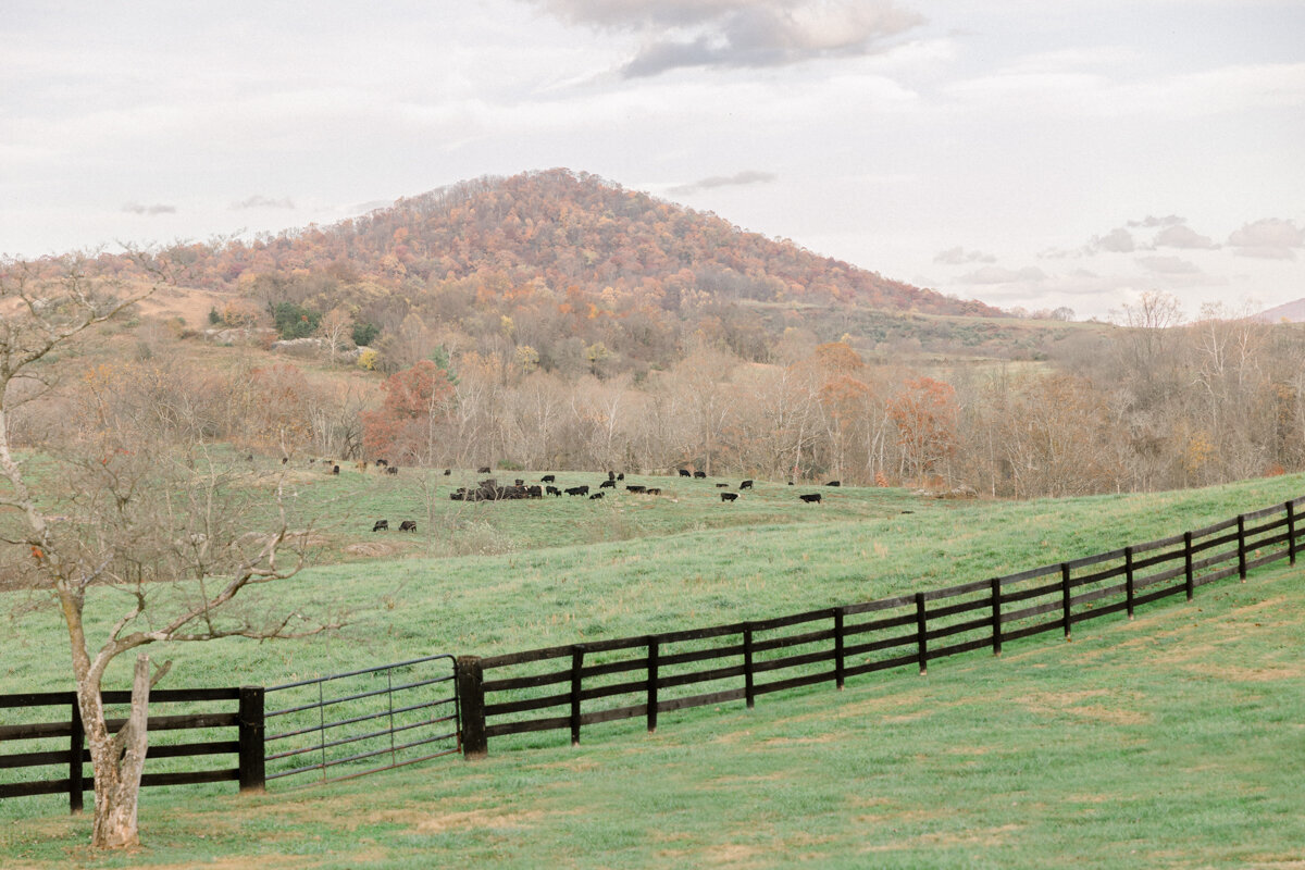 Elegant Wedding at Marriot Ranch Blue Ridge Mountains--