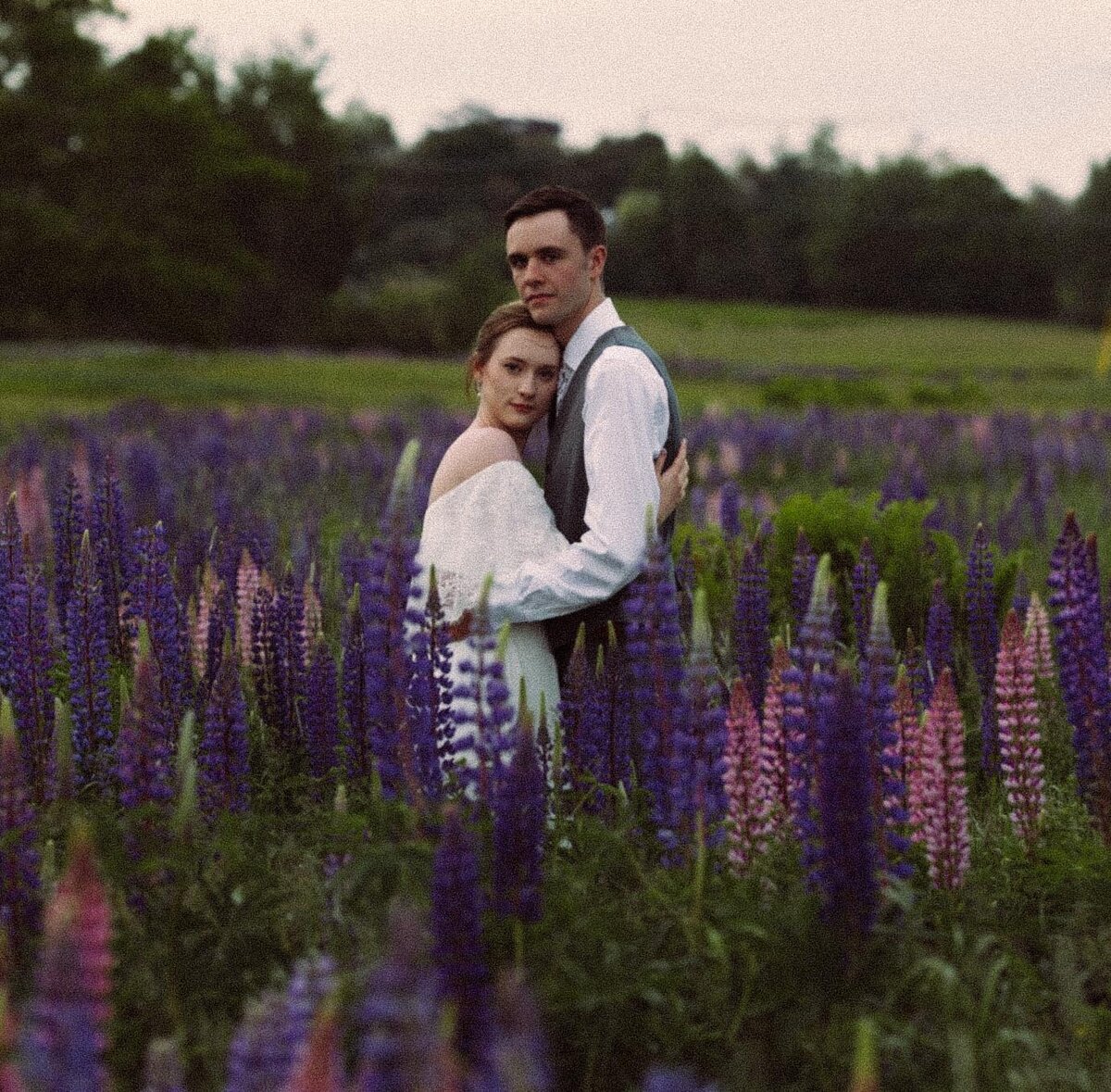 Viewing Lupines in Maine