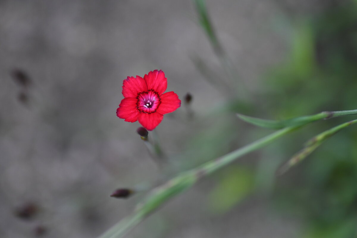 May garden - 220