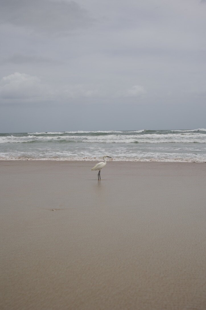 E55E33D4-2F54-4AB5-A268-4645217F43A5_1_105_c