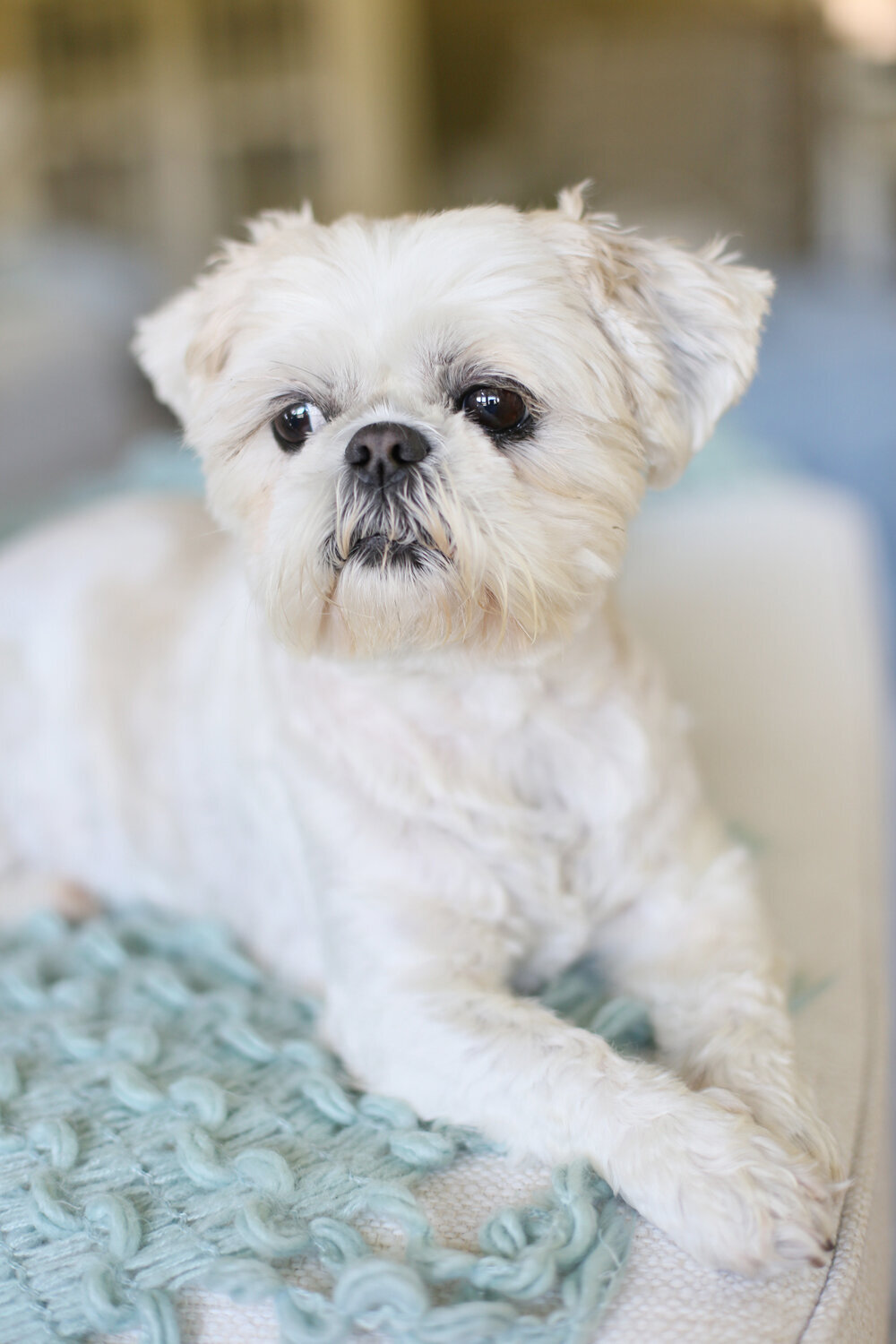 Shi-Tzu-Ellie-PVIC-Peaches-and-Teddy-pet-photography.jpg.
