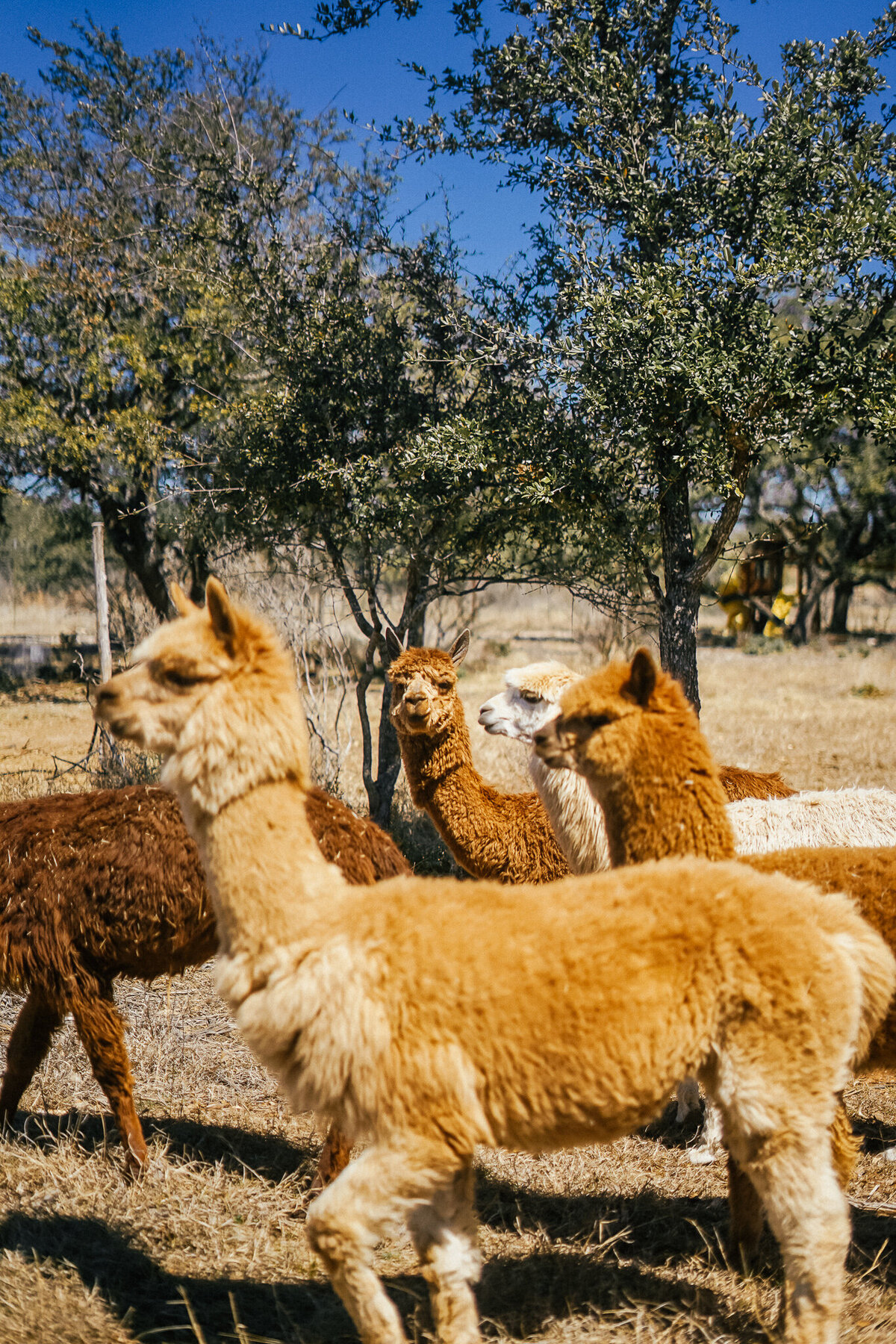 Brown alpacas in Texas Hill Country