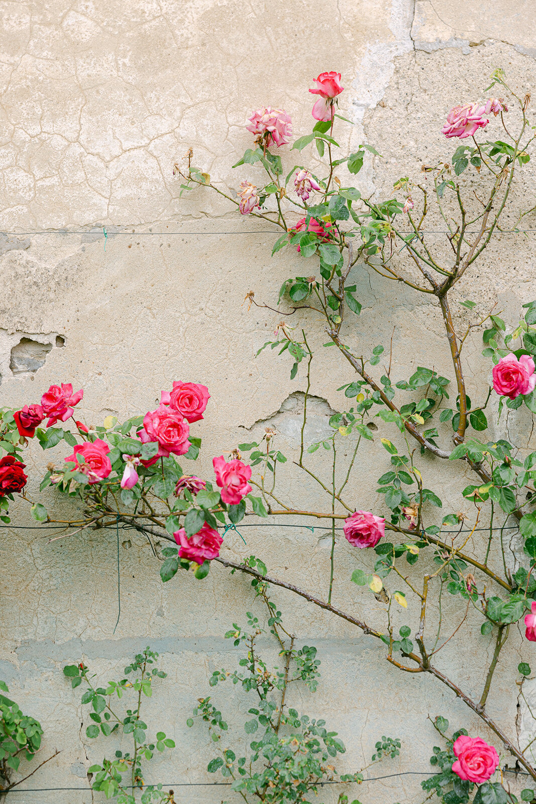 a flower bush in Italy