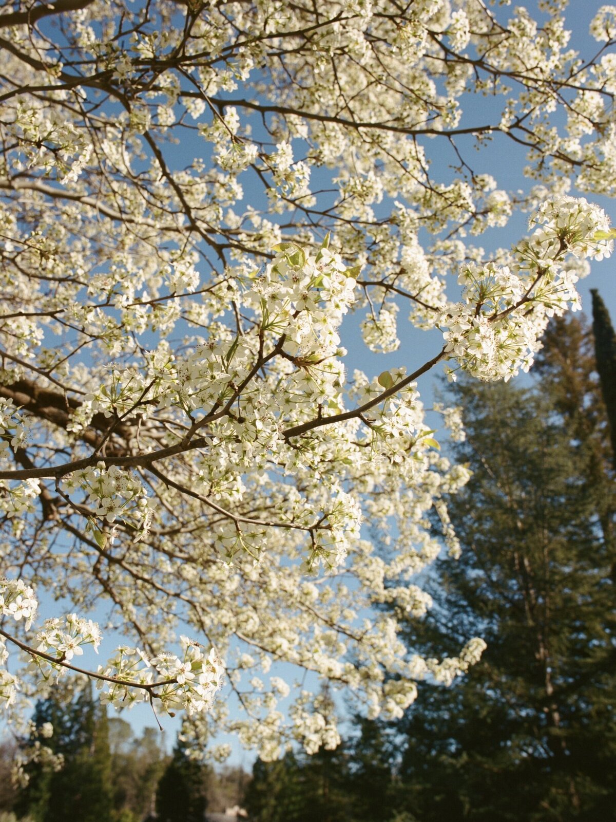 White flowers blooming on a tree in Carmel, captured in a soft, candid style that reflects the quiet beauty of the season by Kate Winters Photography.