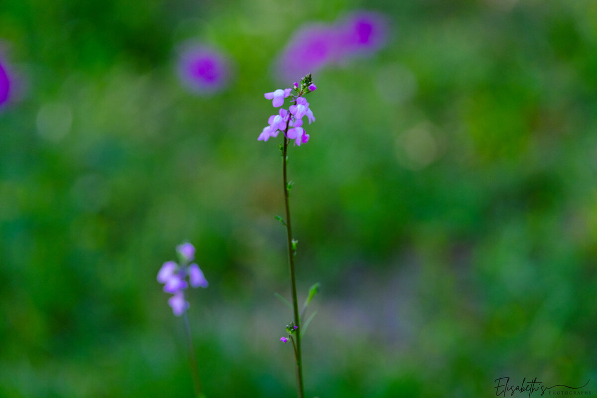 ruby-30