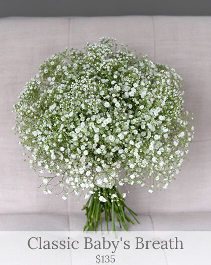 Classic Baby's Breath (1)