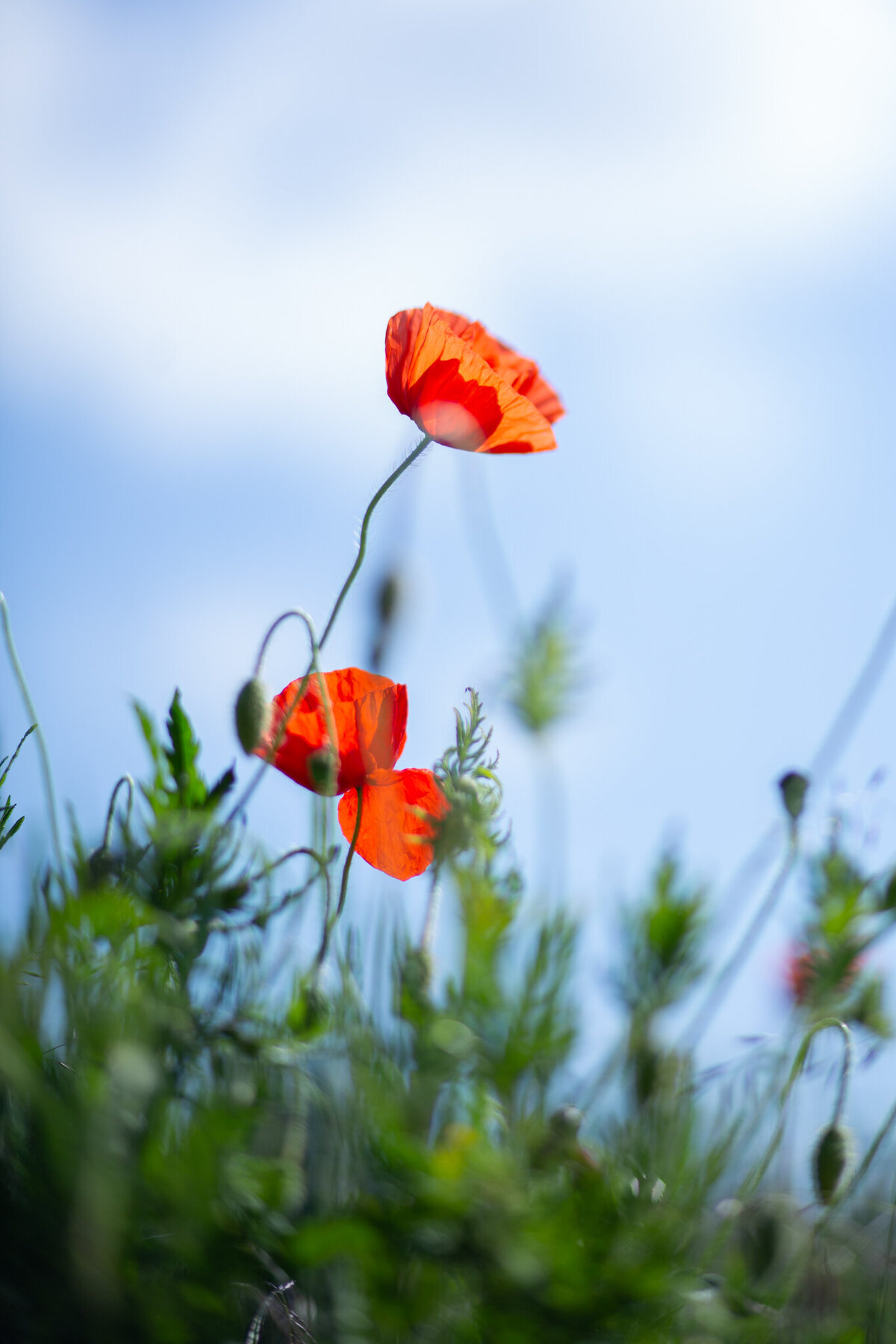 fine_art_photographer _078