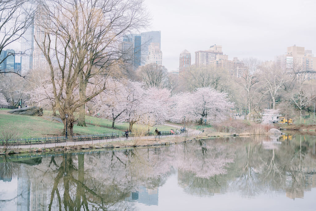 Central Park Cherry Blossom Engagement session 0859
