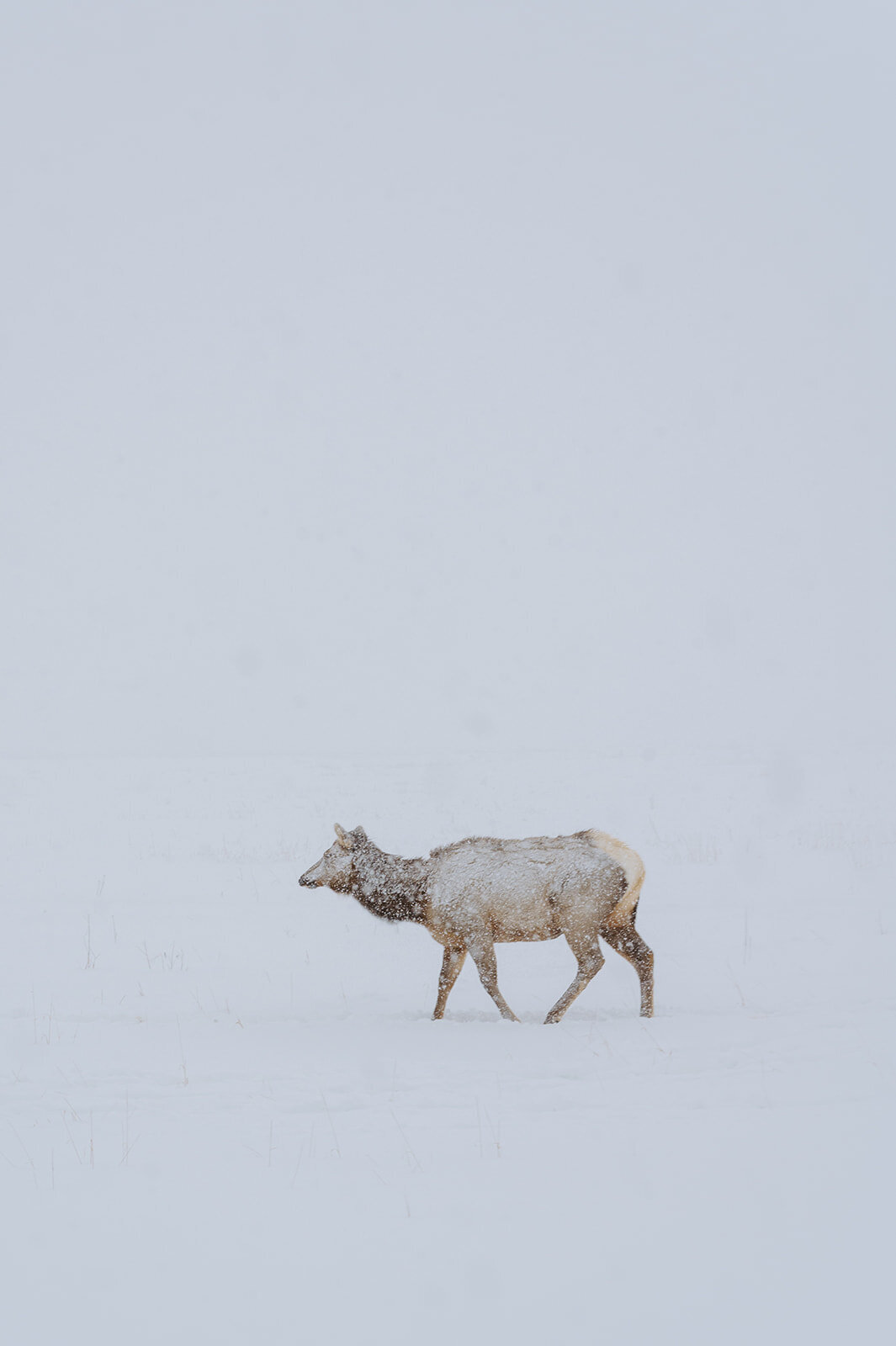 Winter-Elopement-B-T-240