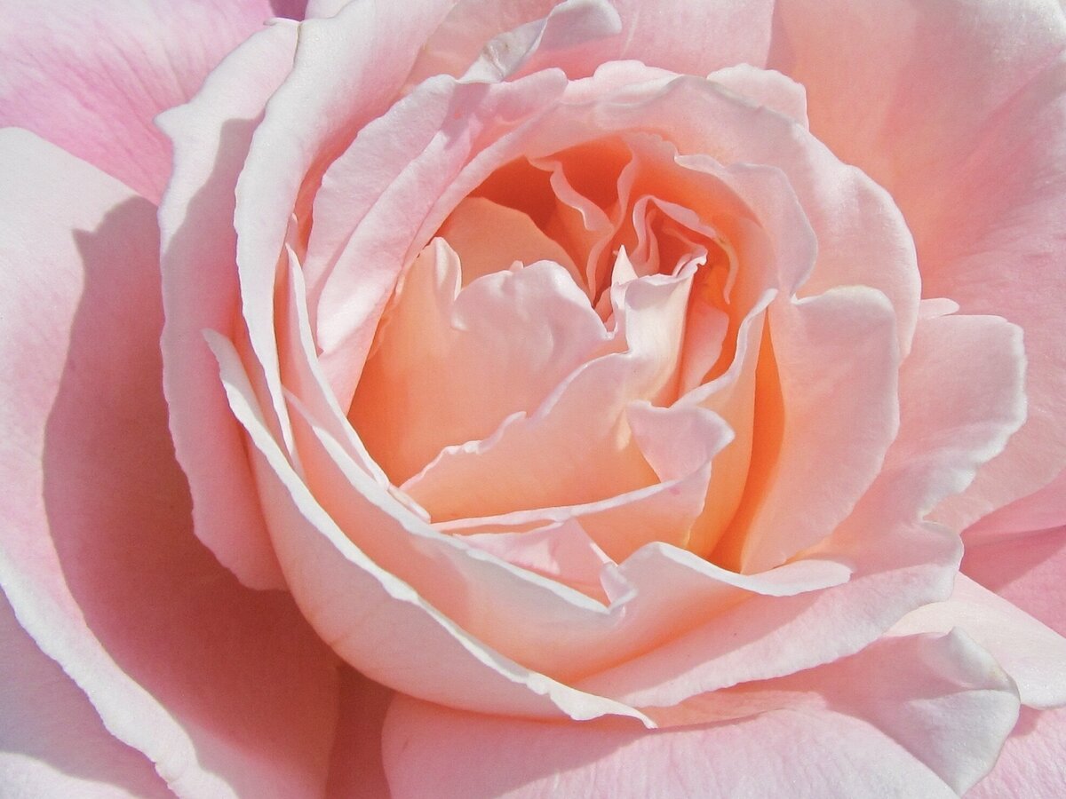 The many layers of petals at the center of a soft pink rose in bloom