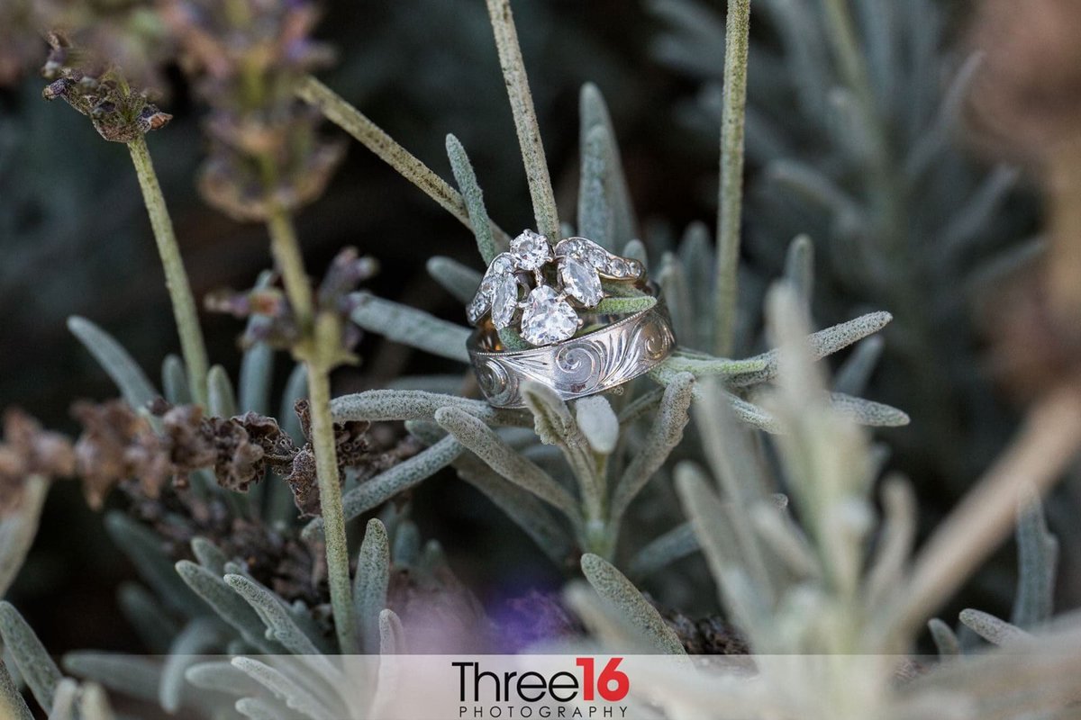 Bride and Grooms rings on a plant