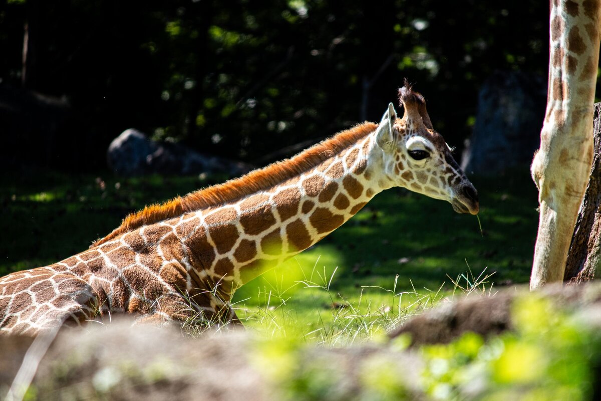 Baby_Giraffe_Laying_Down-f6222405-2500