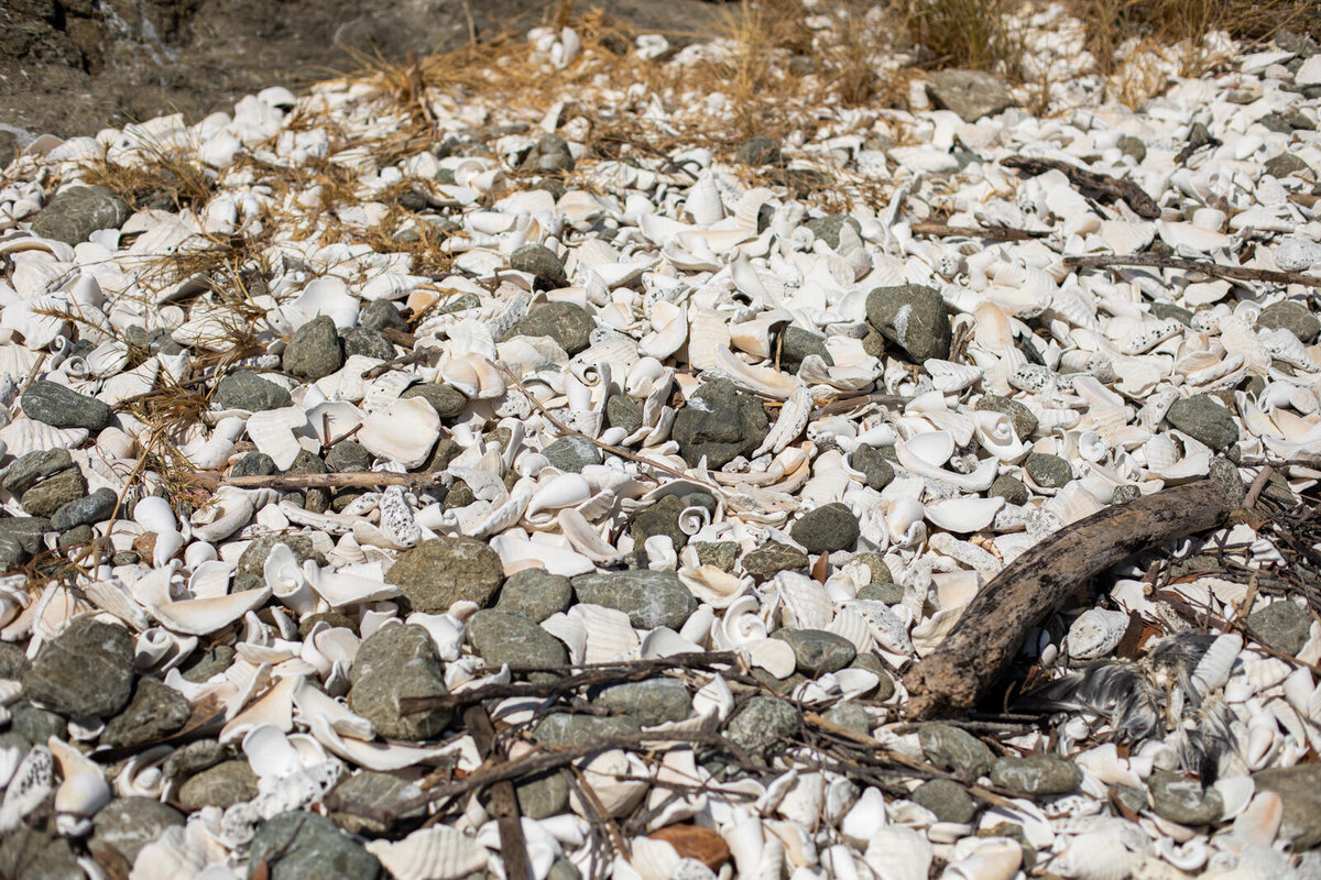 Walking along a deserted island covered in shells.