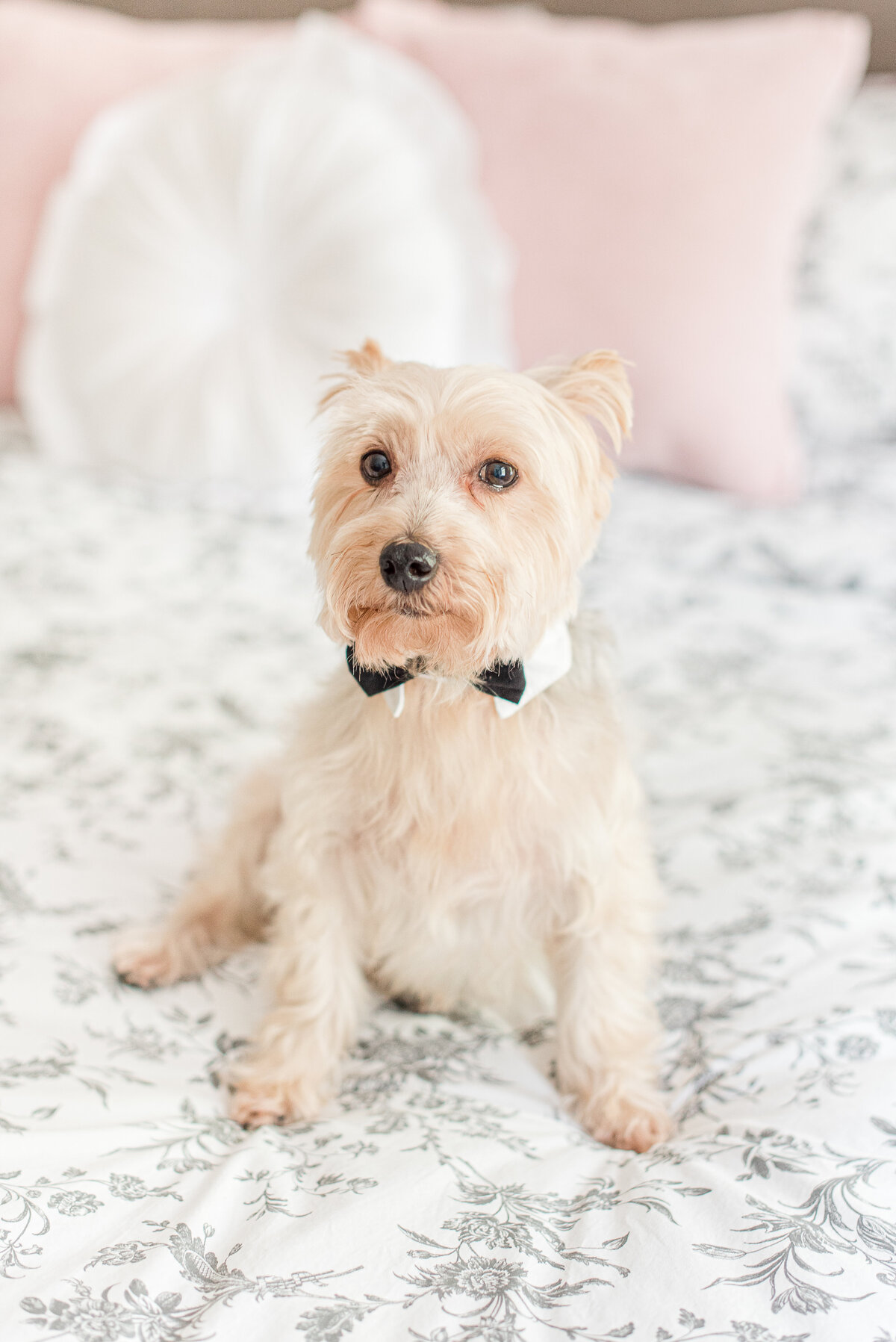 yorkie in bowtie