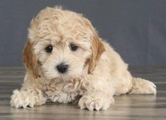 AUSSIEDOODLE
