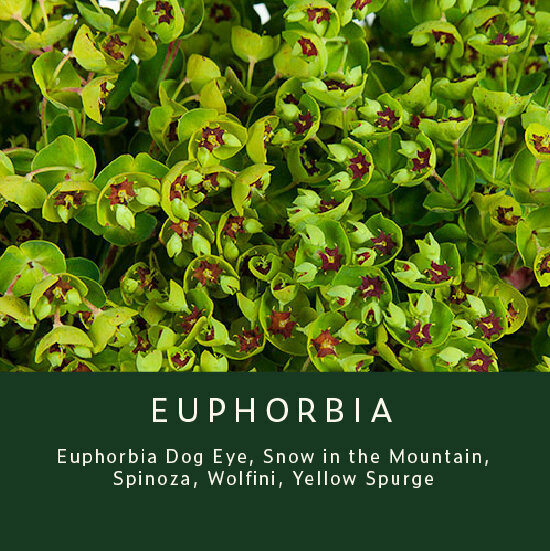 Euphorbia