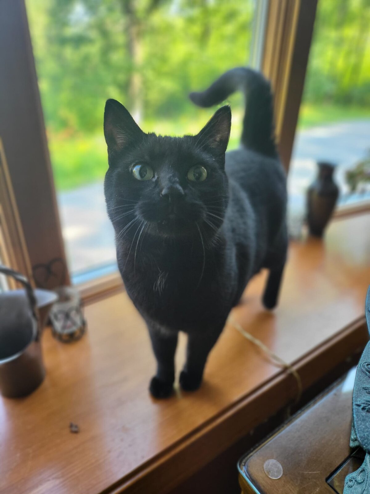 black cat