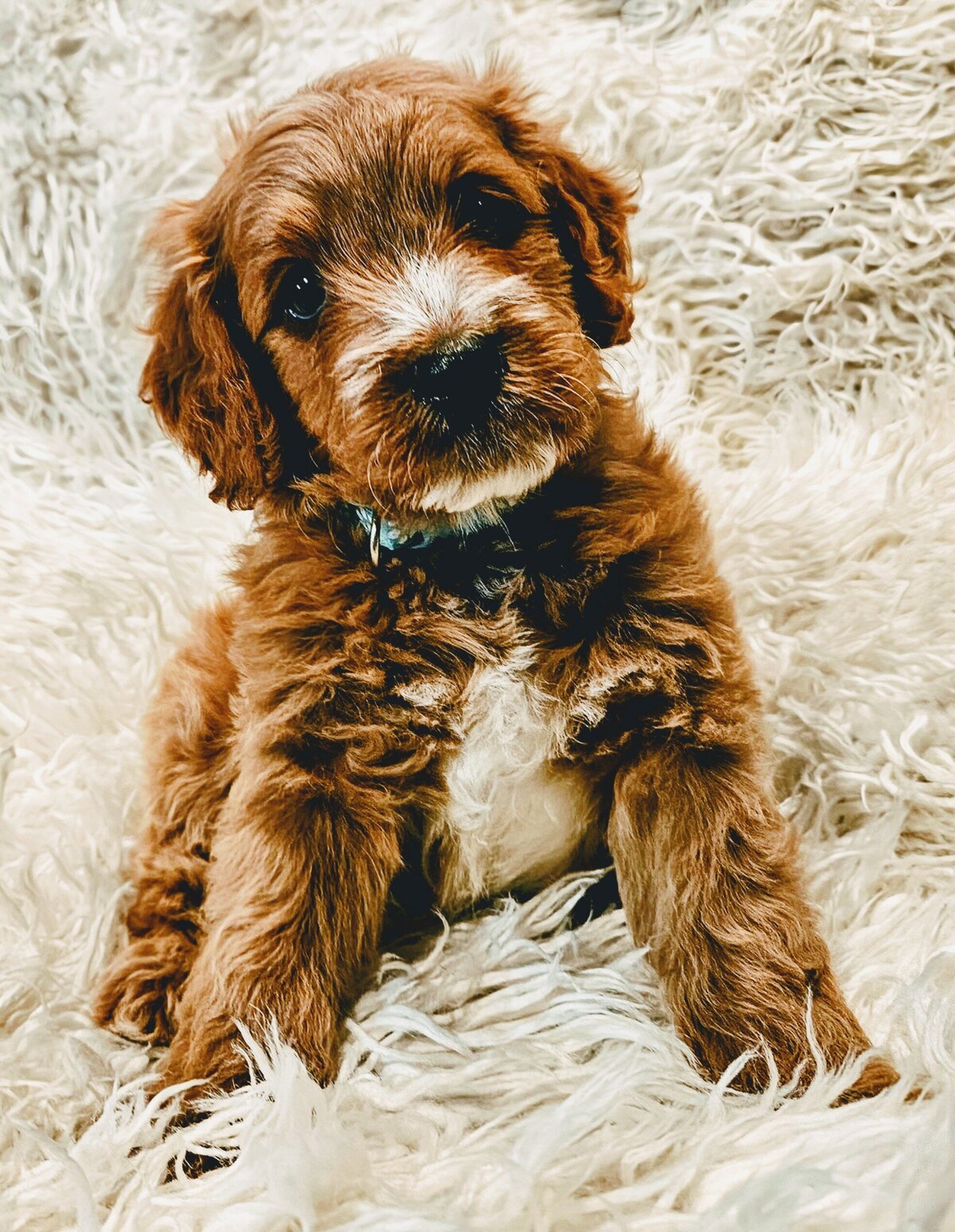 past Puppy Maple8