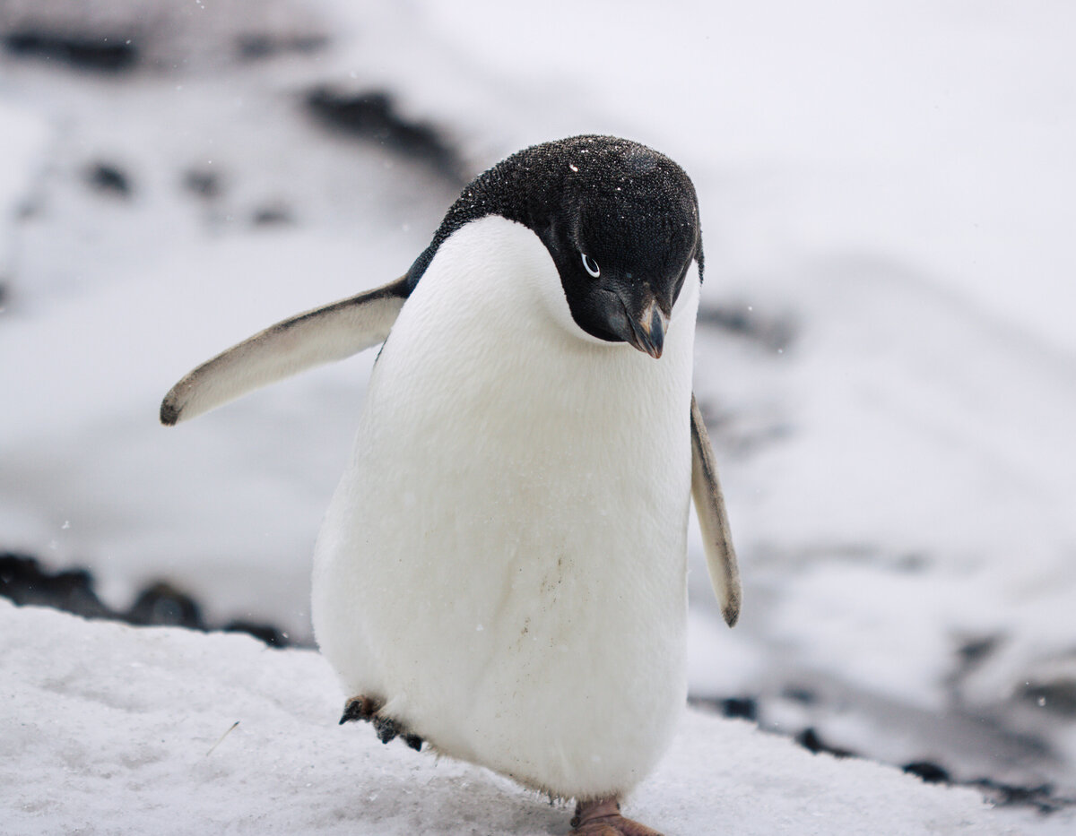 Close up of Adelie Penguin on the ice