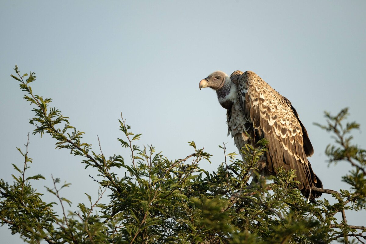 TAASA Safari (7)