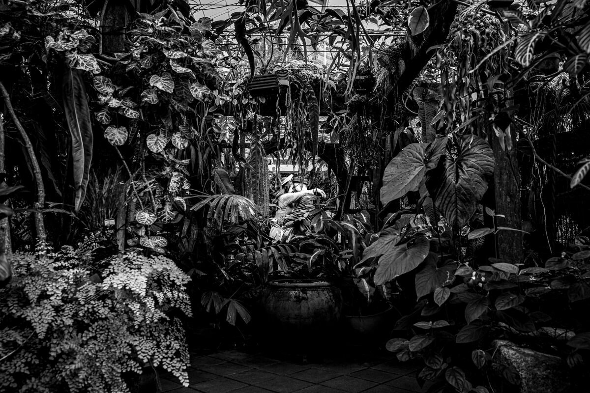 This moody, black-and-white engagement photo was taken inside the Conservatory of Flowers in San Francisco. The couple is framed by an abundance of tropical plants, creating a beautifully intimate and natural setting. The layers of foliage provide depth, while the soft light filtering through the greenhouse adds to the romantic atmosphere. This shot perfectly captures a serene and private moment between the couple amidst the Conservatory's jungle-like interior.