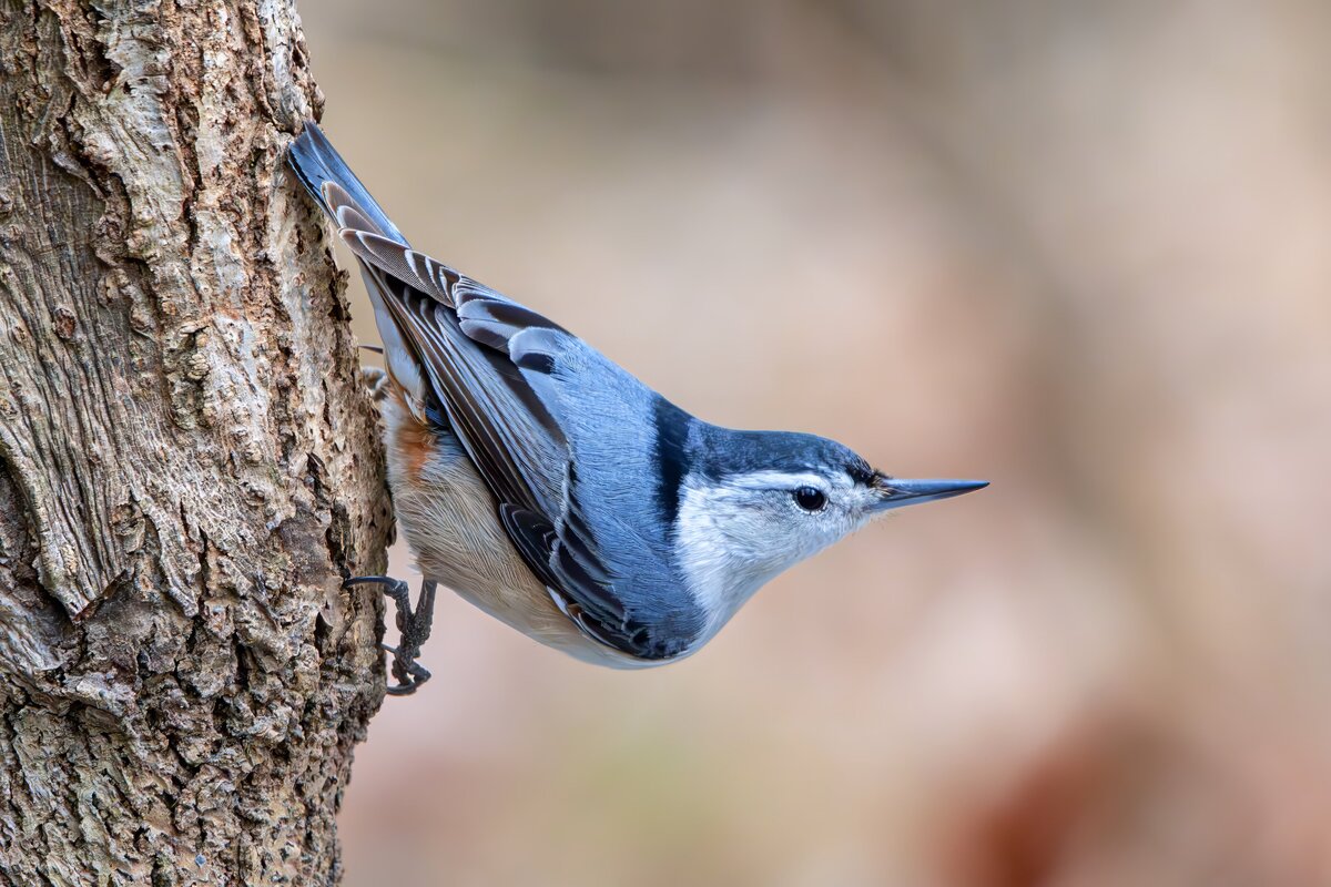 White Breasted Nuthatch by Michael Kaal Photography 