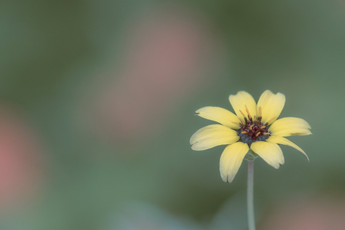 daisy_0374_C1