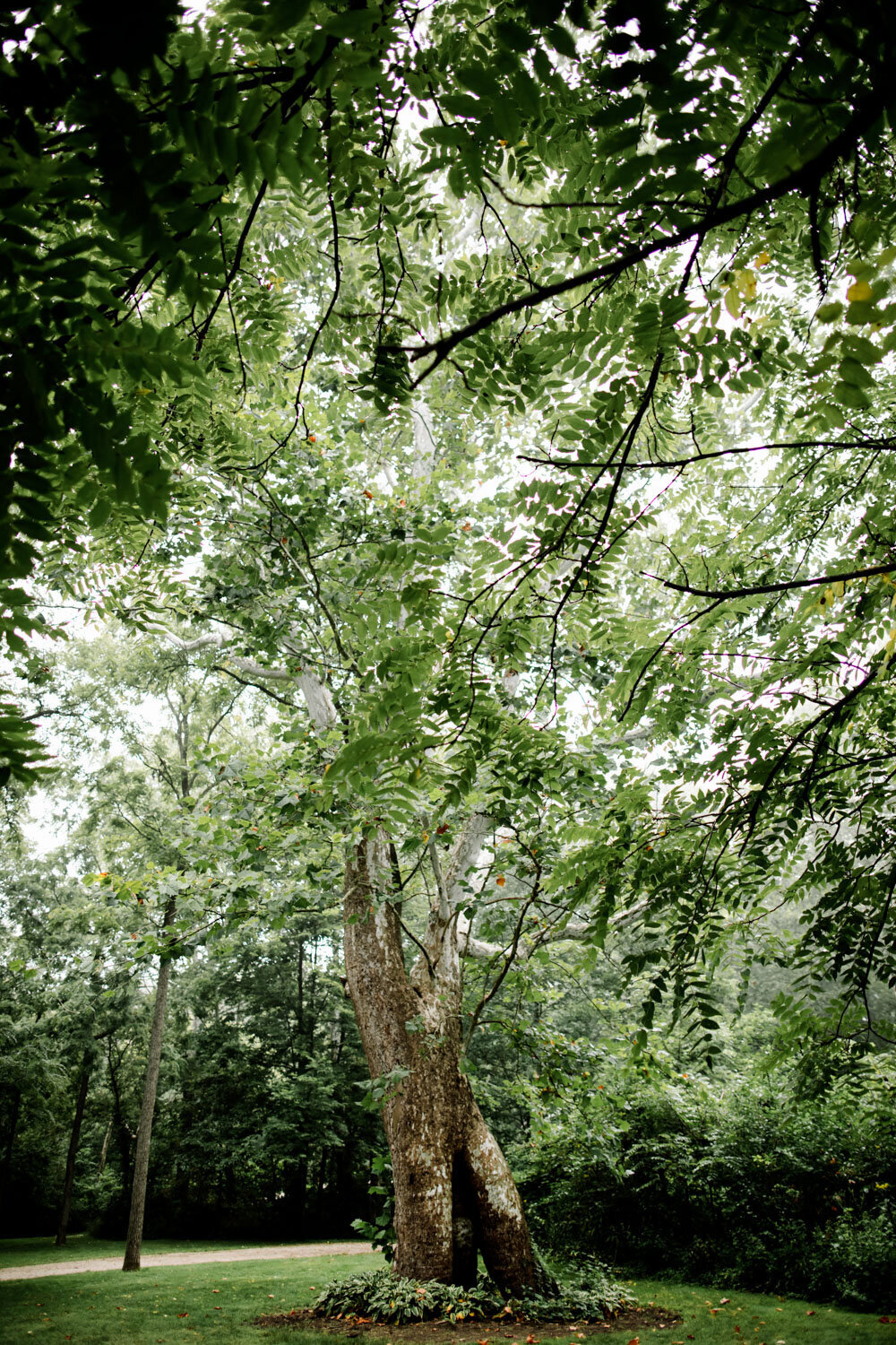 Sycamore Tree in Montgomery Creek Racnh