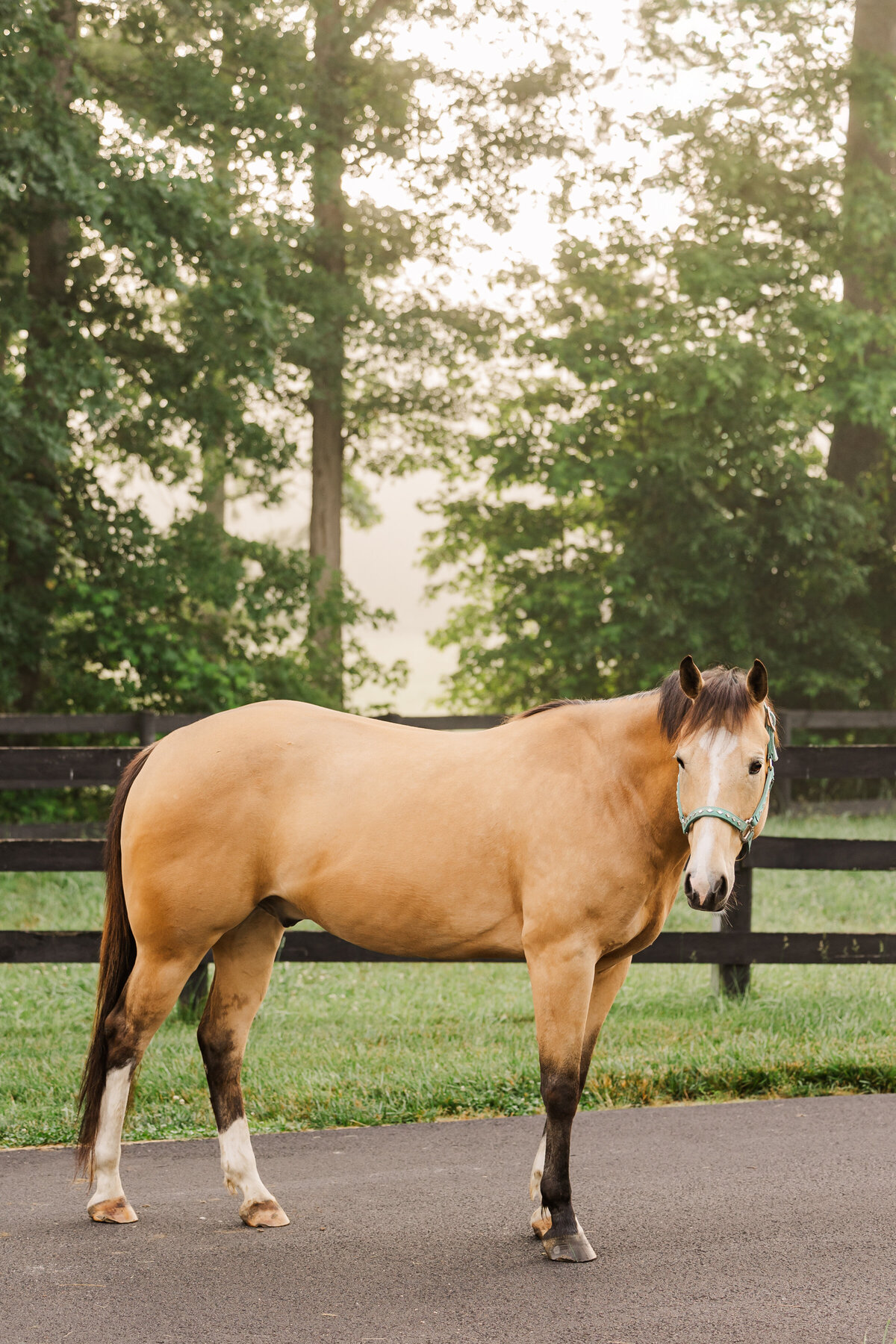 Equine Photographer in Richmond, Virginia01-Edit