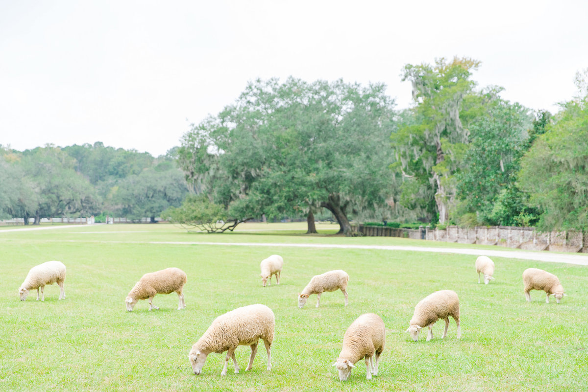 sheep at middleton place