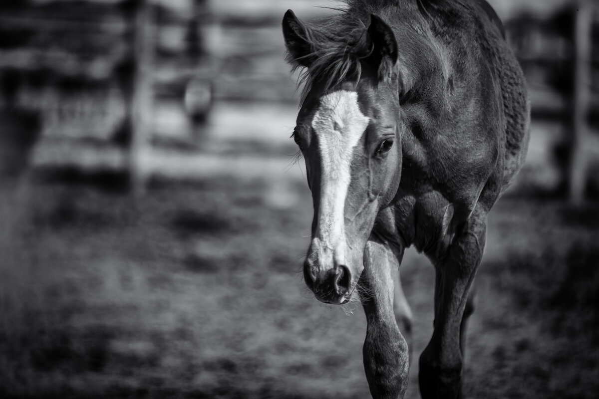 FINE ART HORSE PHOTOGRAPHY_KELLY SZOTT PHOTOGRAPHY_SERVING SOUTHERN ALBERTA_29