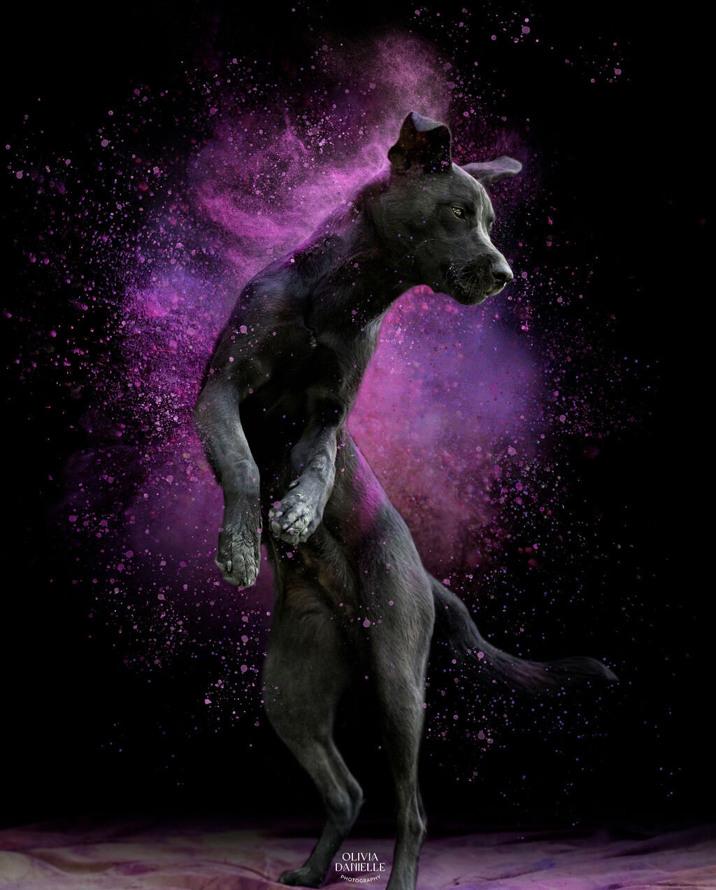 Fine Art Horse Portraits (2)