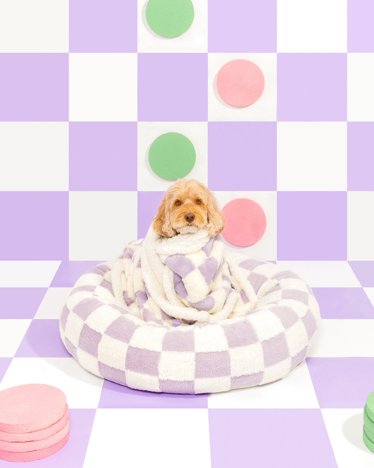 Paws & Prints_-3