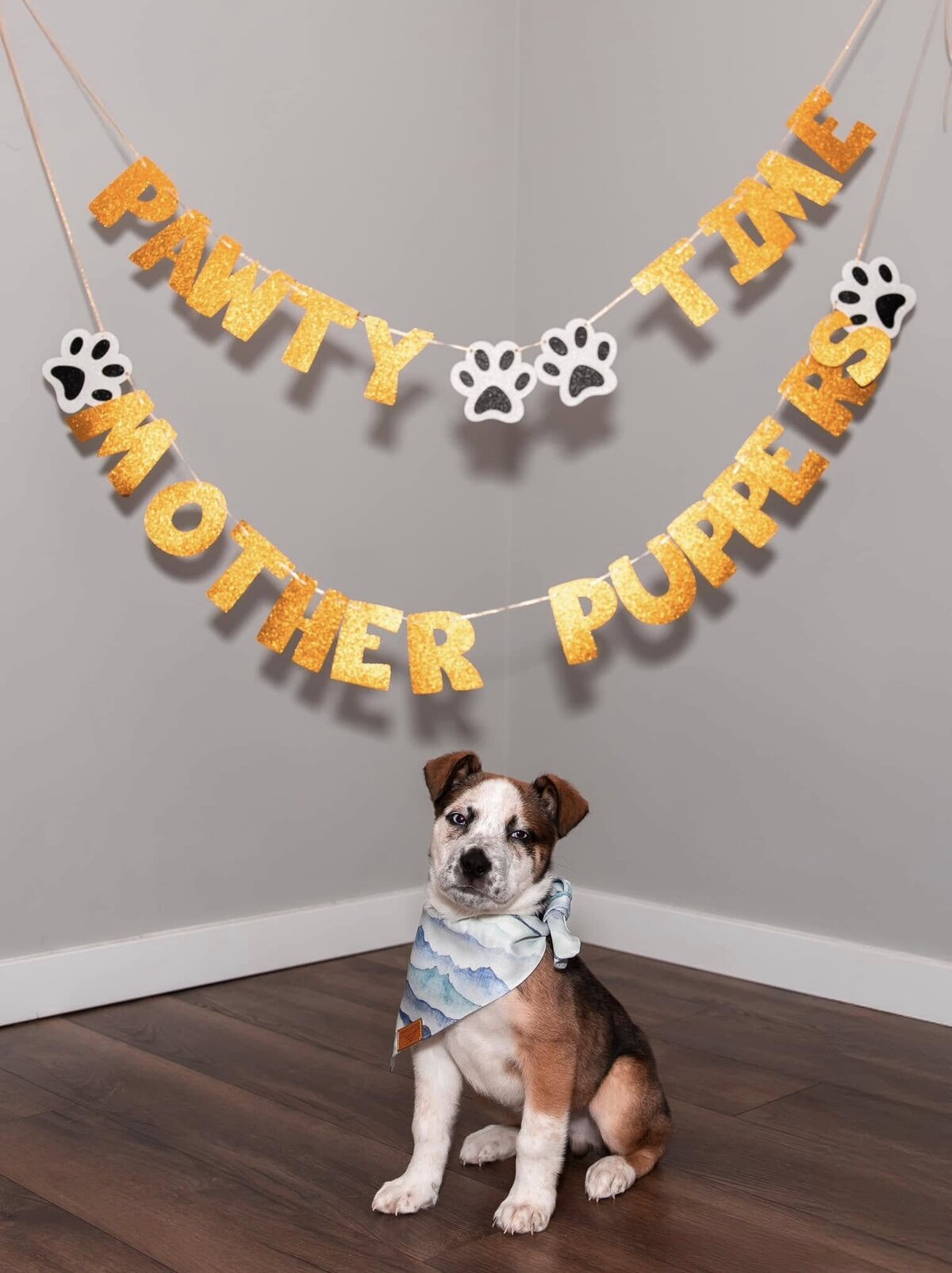 Humane Society Yukon/Mae Bachur