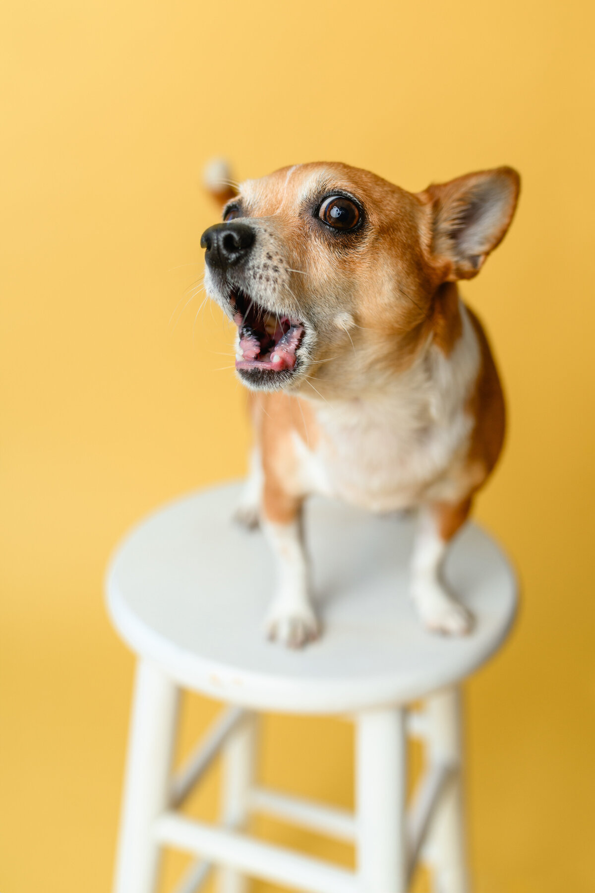 Charlie-WestsidePups24-004