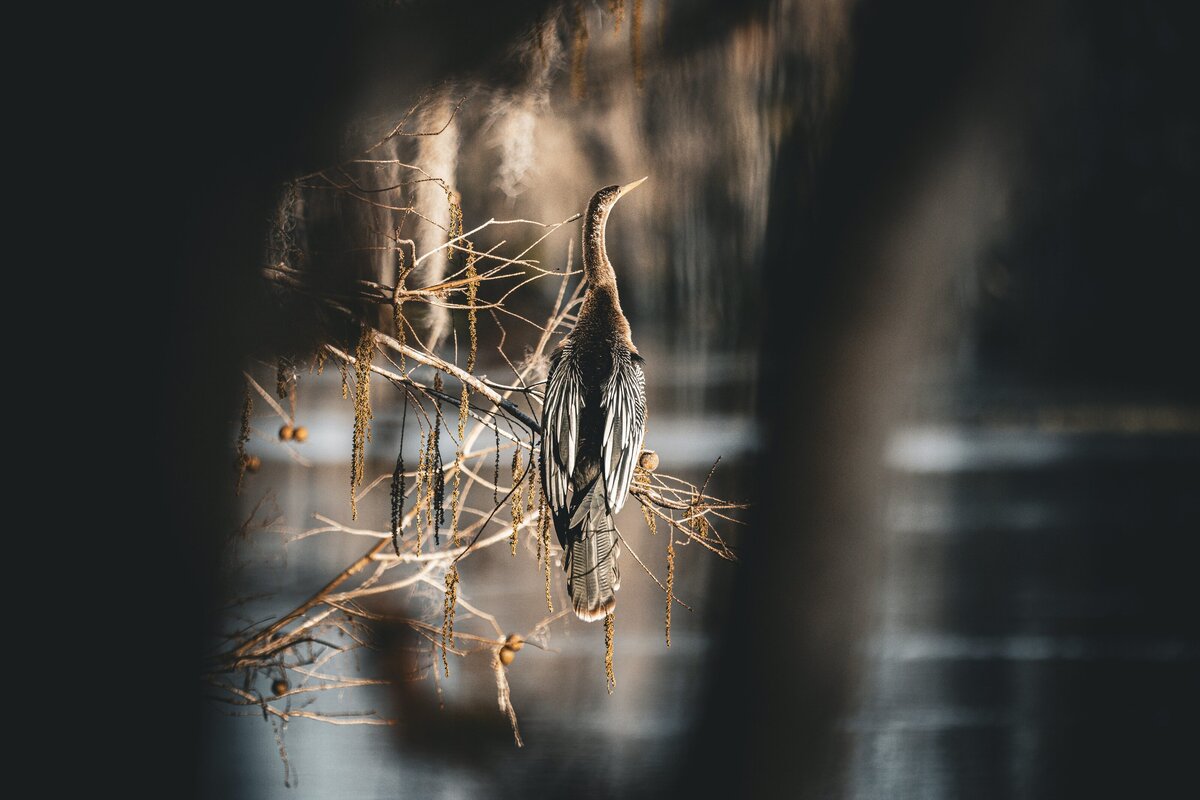 Bird-Through-Tree