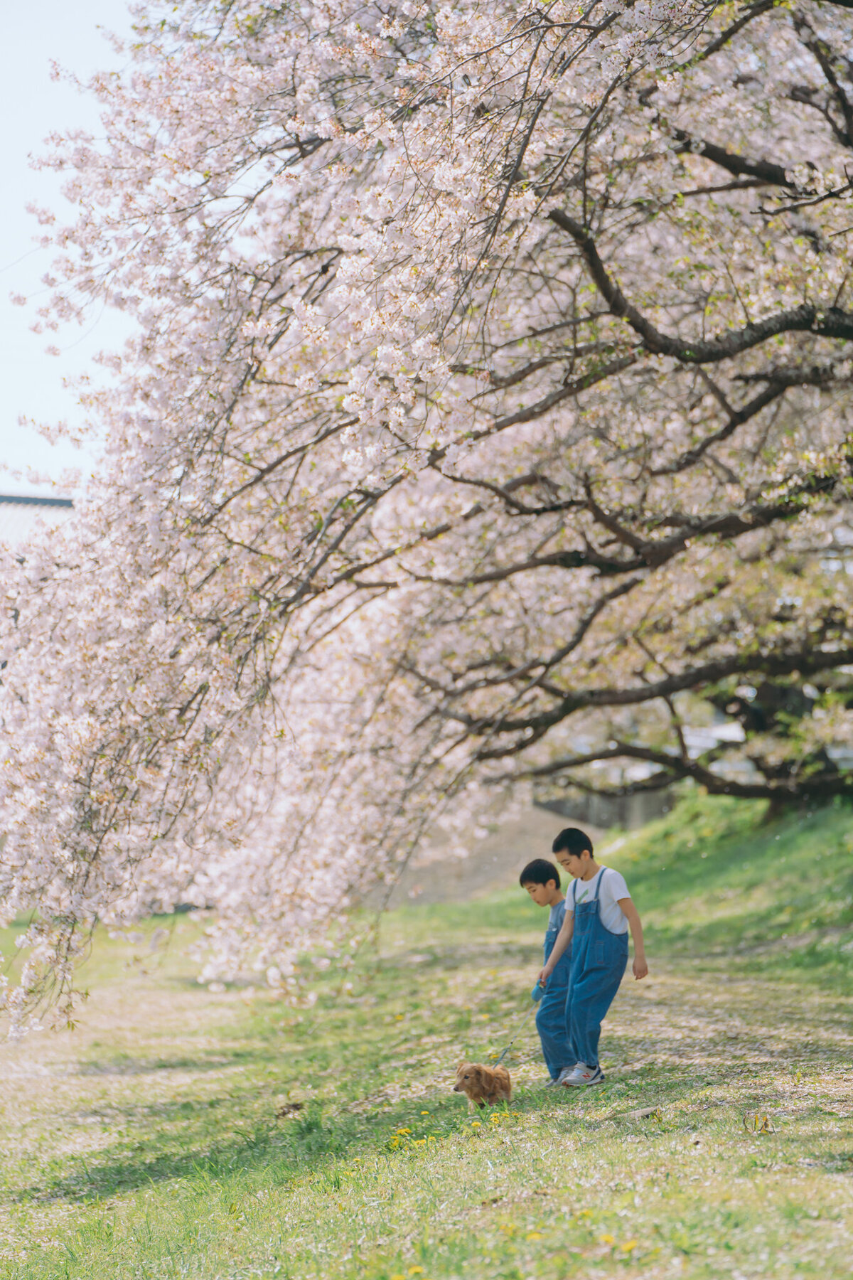 aichi-toyohashi-family-photographer-116