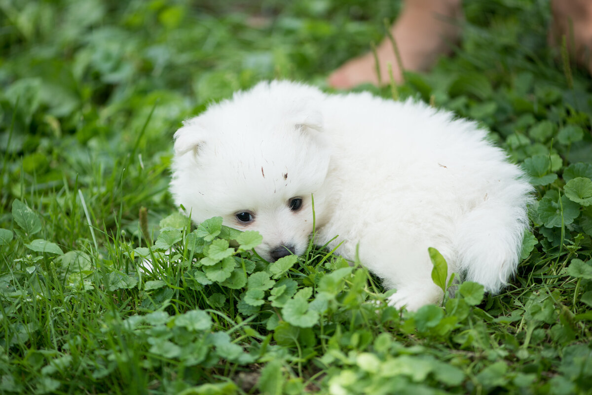 Puppy laying in grass | Minnesota Breeder of Volpino Italiano