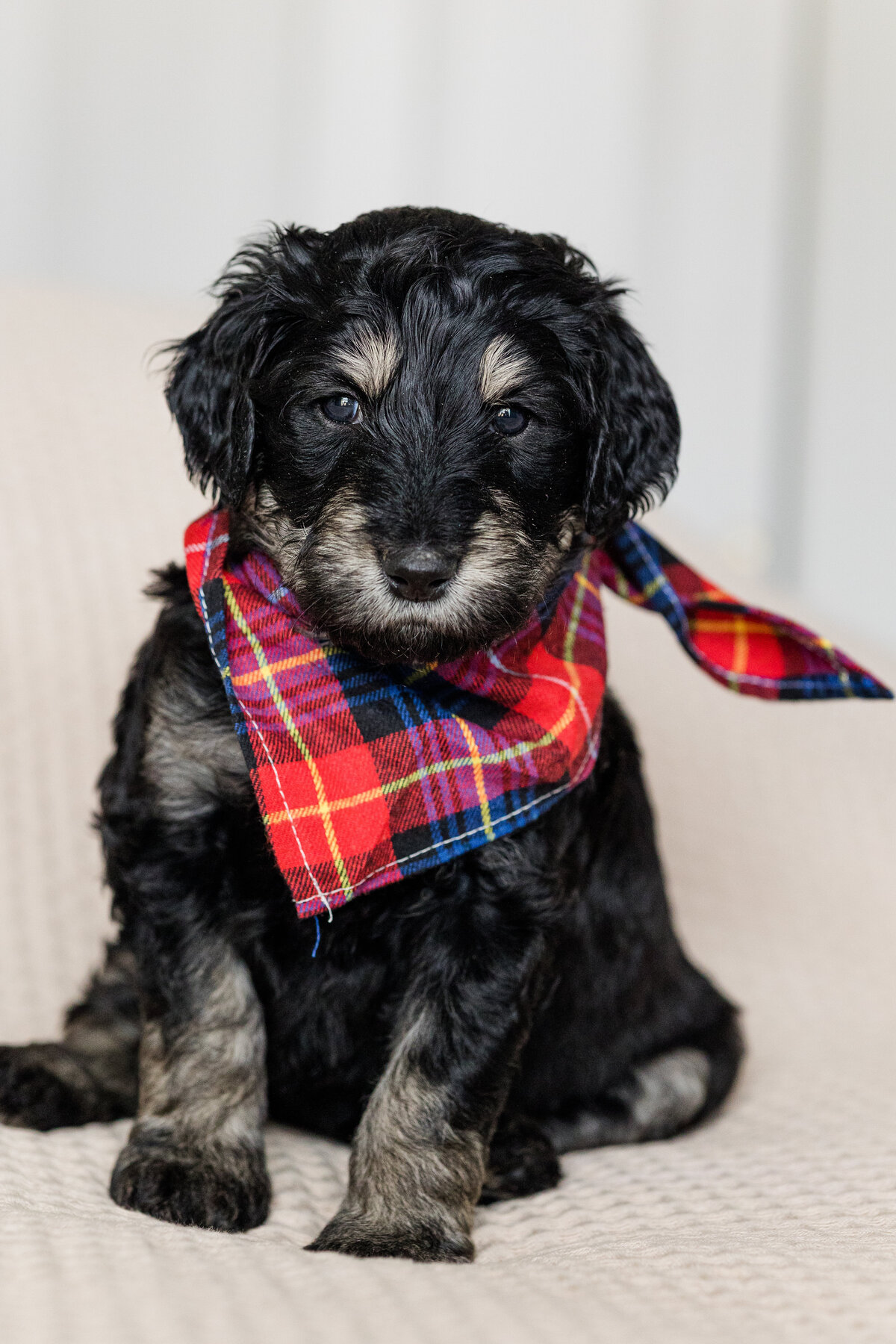 010_Bernedoodles
