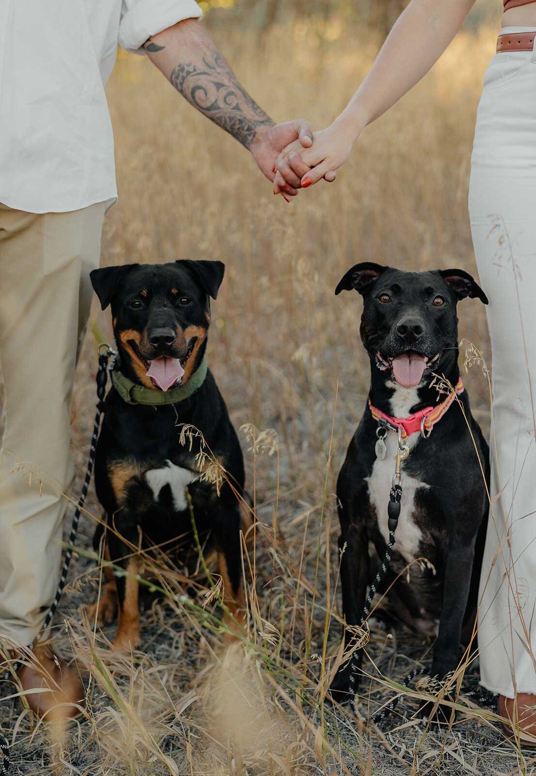 Hopper, a rottie and doberman mix sitting with his tongue out smiling at the camera. Meila, a pitty and lab mix sitting with her tongue out smiling at the camera.
