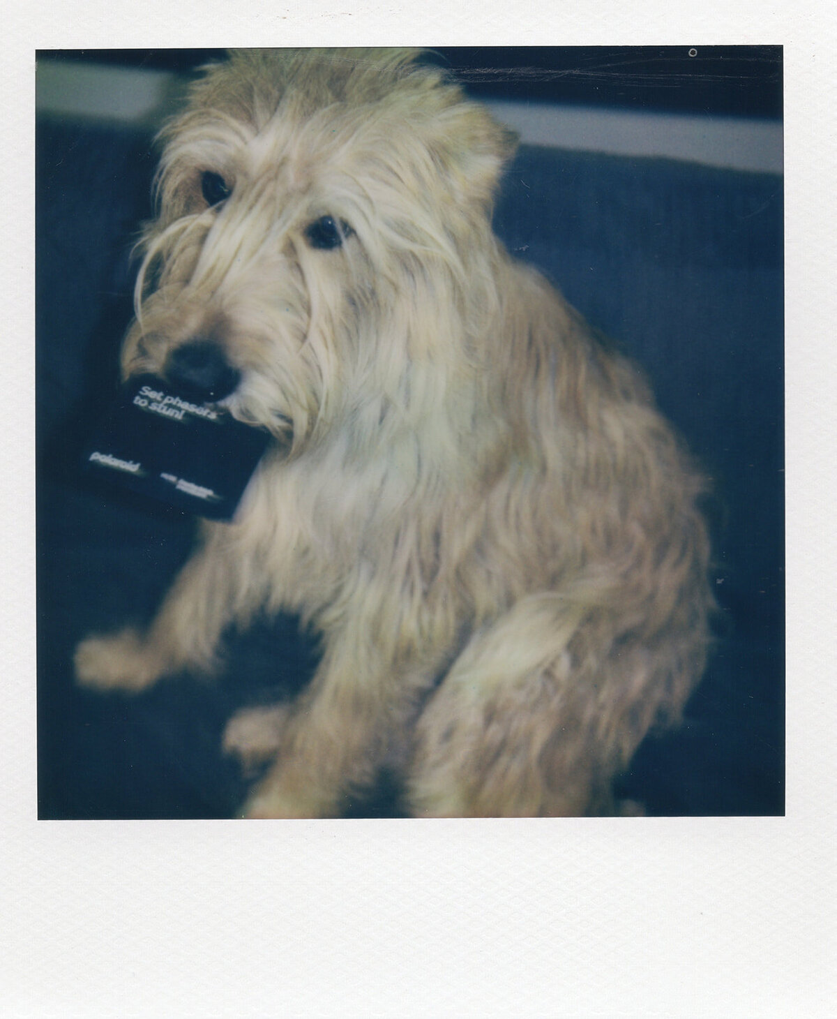 professional polaroid photographer brianna kirk photography3