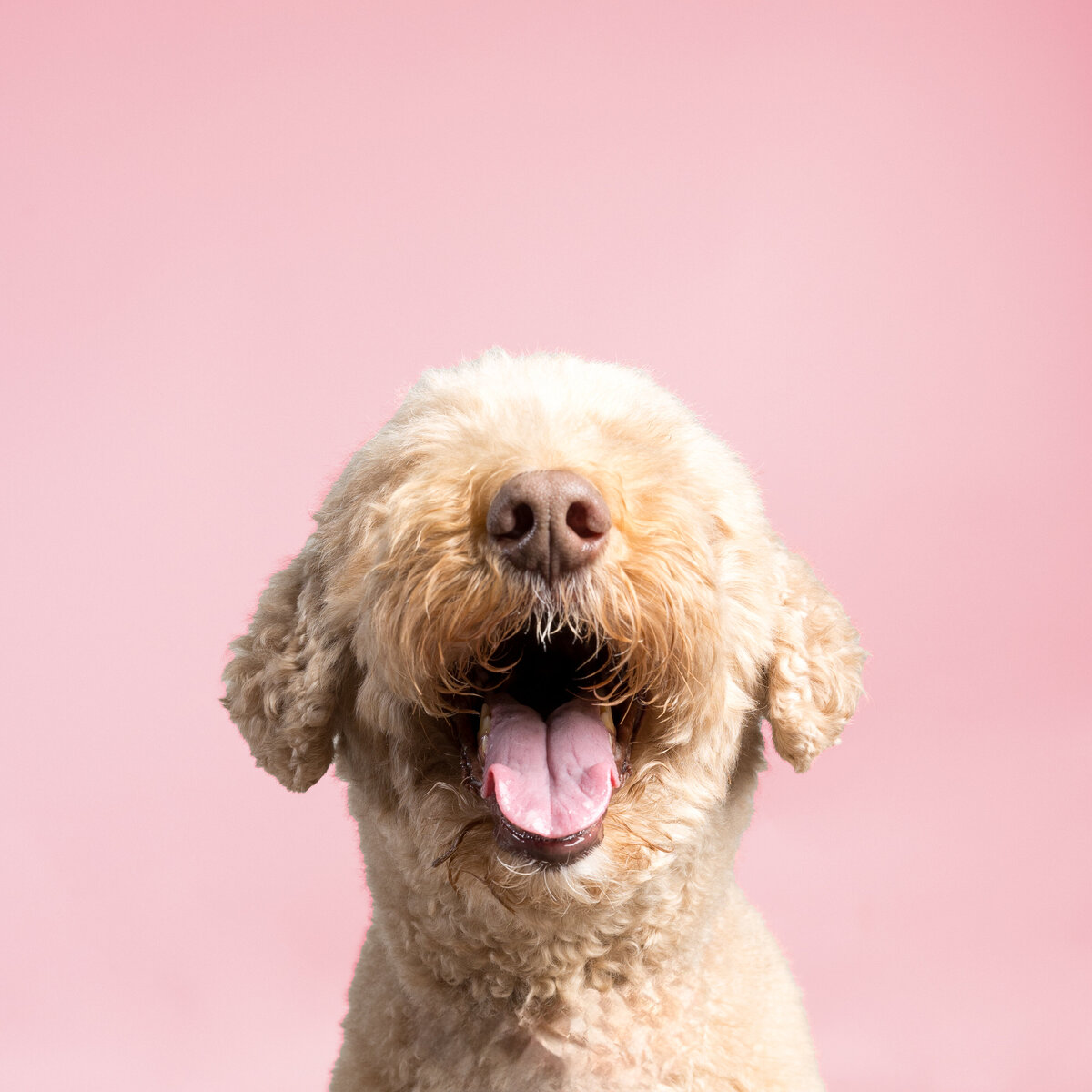 Pet photos studio Cleveland Ohio--18