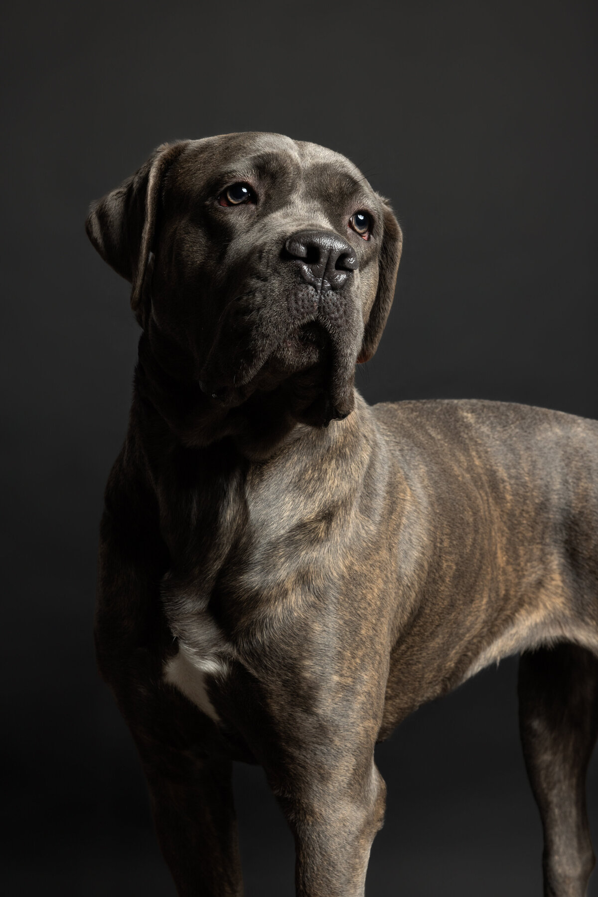 Pet photos studio Cleveland Ohio--4