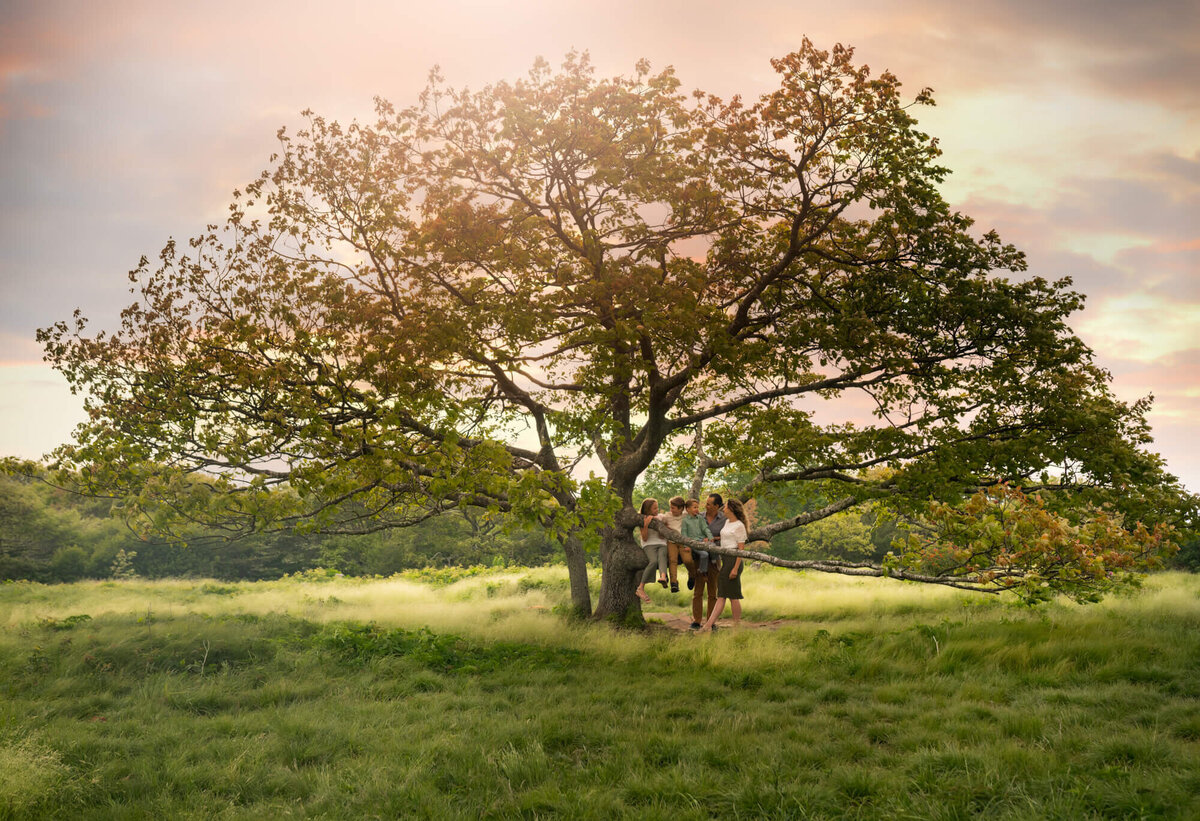 A panoramic image of a large tree with a family sitting beneath while the sun sets behind