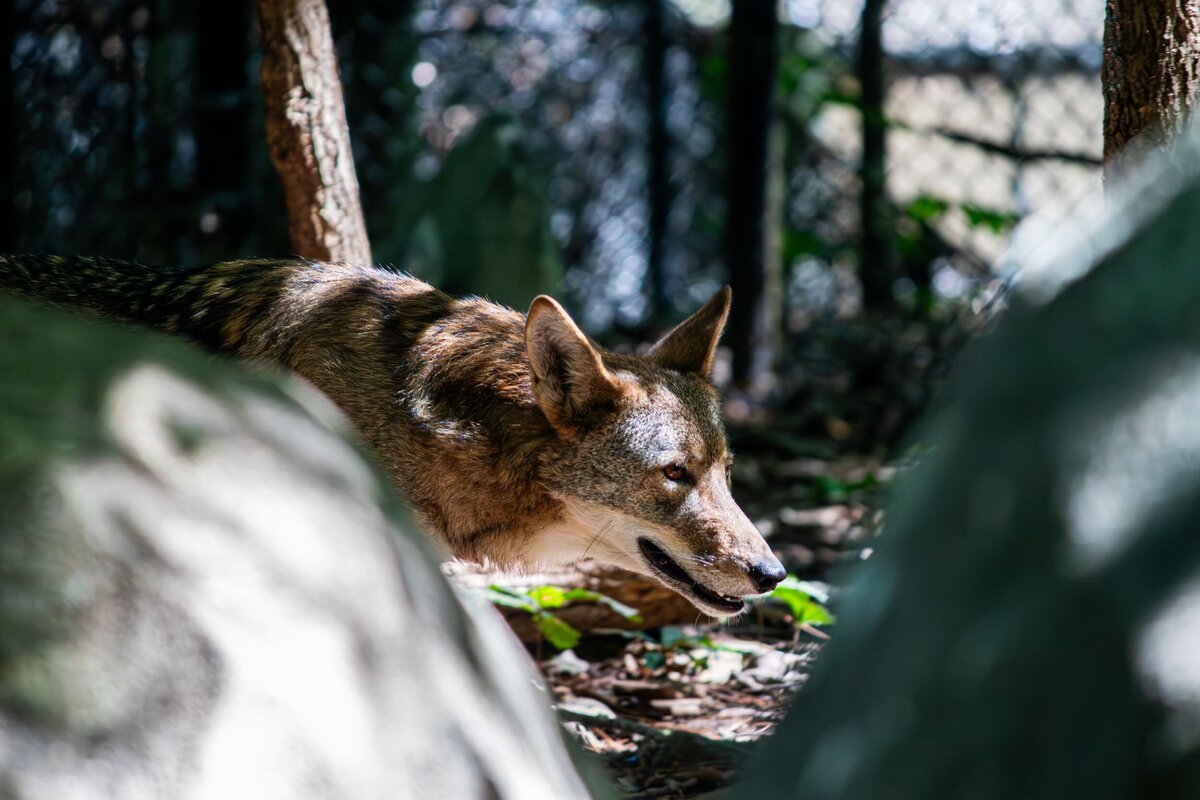 Red_Wolf-24d6ca99-2500
