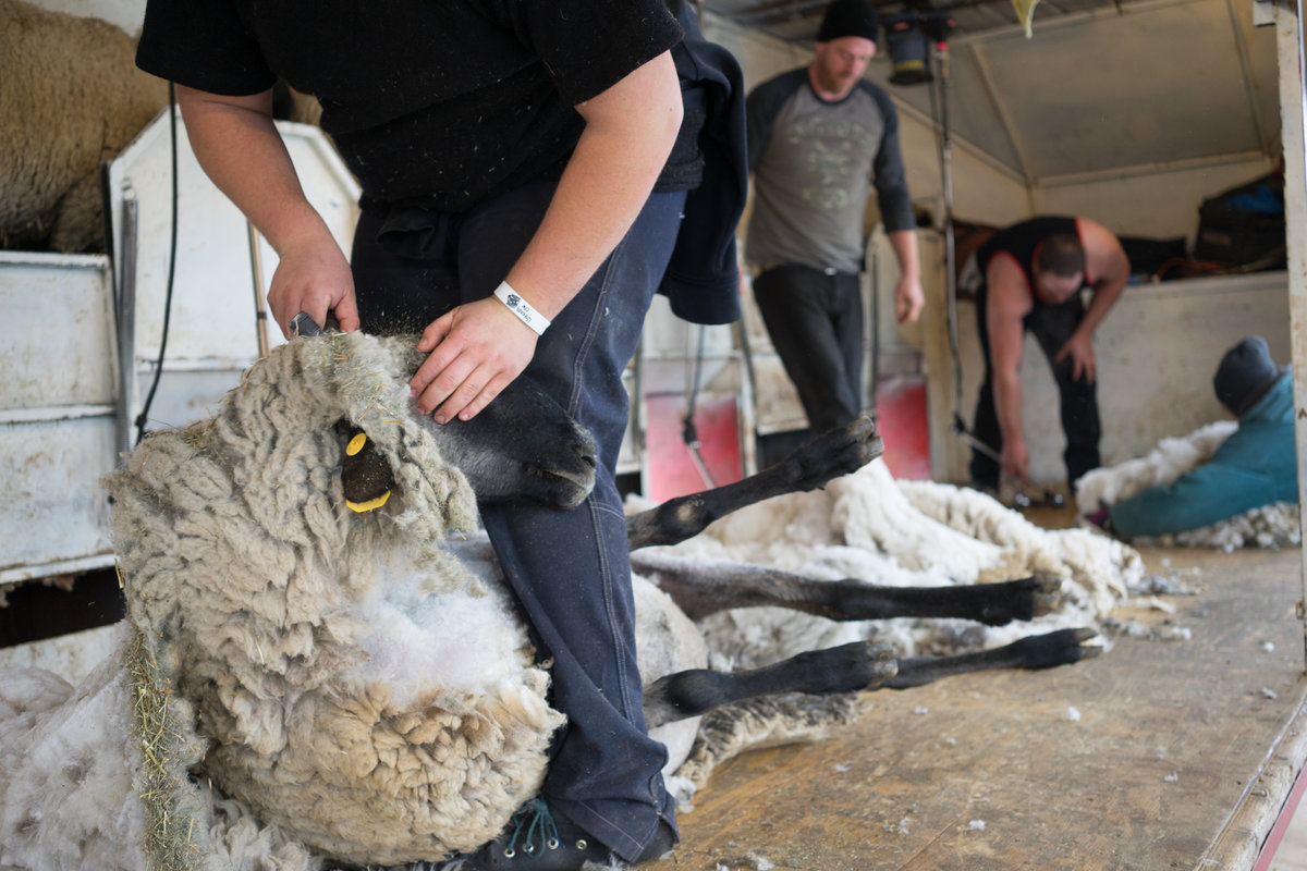 Sheep Shearing in Hettinger, North Dakota