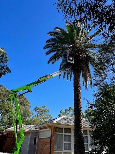 Evergreen Tree Services SA-Date Palm Removal 001