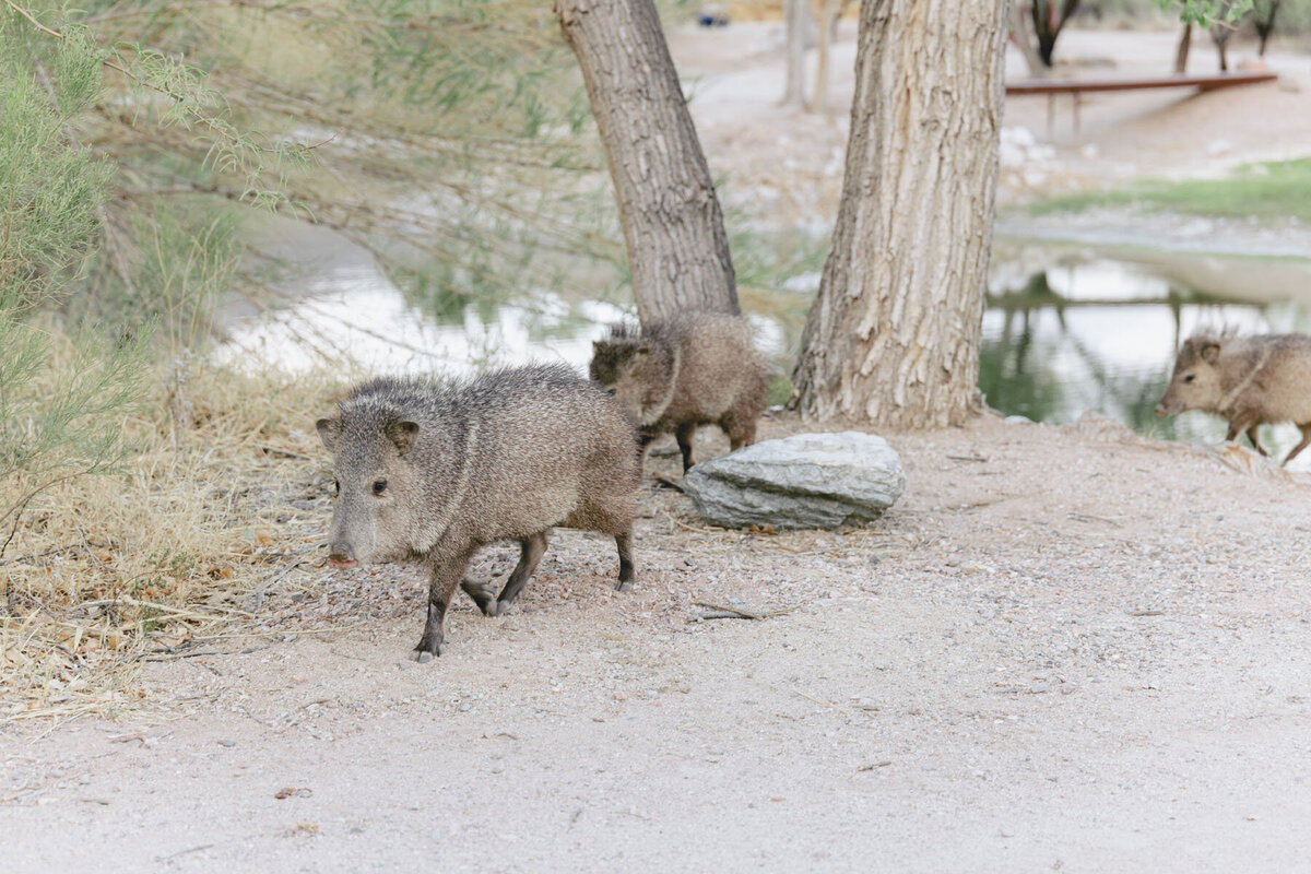 Tucson Arizona wedding photography at Tanque Verde Ranch
