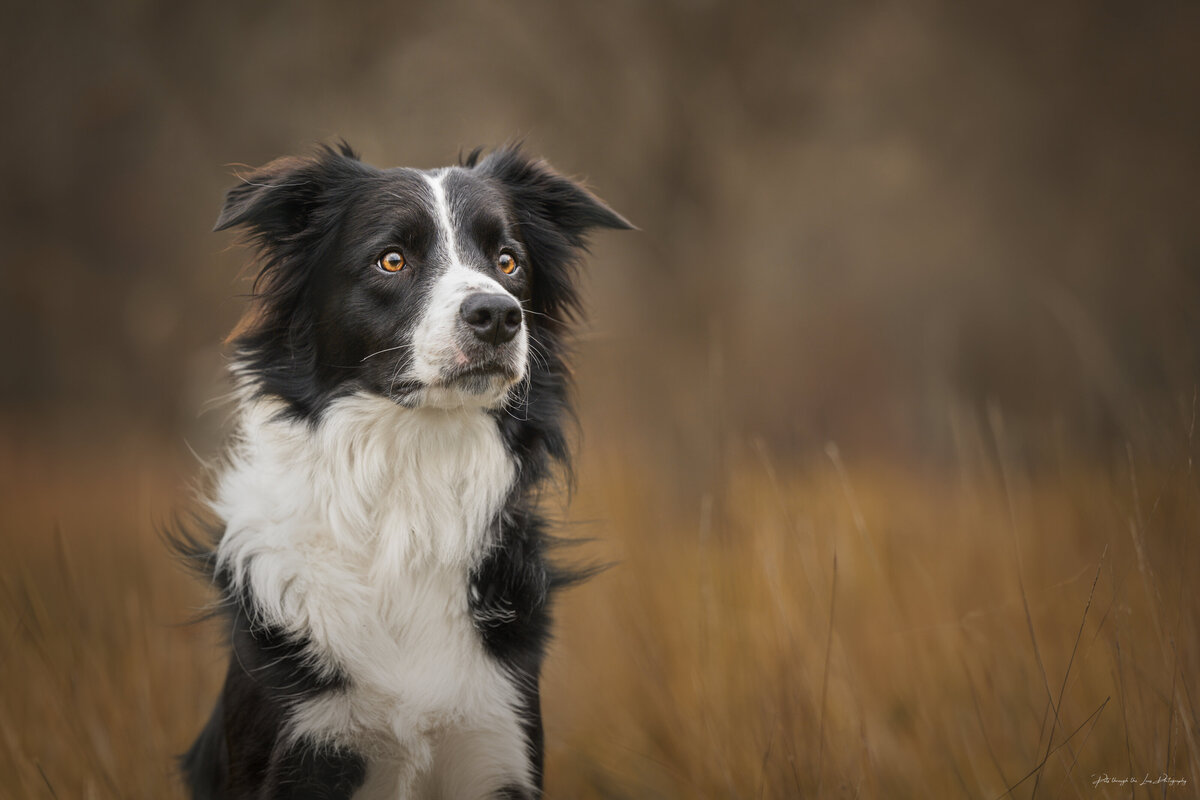 Immerse yourself in the world of fine art dog photography with Pets through the Lens Photography in Vancouver. Our award-winning photographer, Ana-Maria, specializes in capturing stunning pet portraits against beautiful natural backdrops. This is perfect for pet owners who cherish timeless memories with their furry friends.